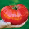 tomate gigantomo f1