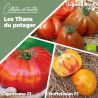 Collection de tomates "Les Titans du potager" (x3)