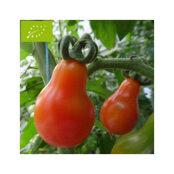 tomate poire rouge bio