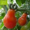 tomate poire rouge bio