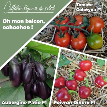 Collection de 3 plants potagers "Oh, mon balcon, oohoohoo !"