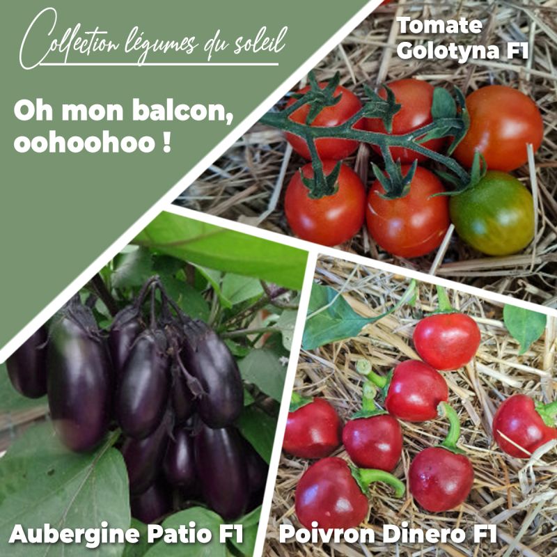 Collection de 3 plants potagers "Oh, mon balcon, oohoohoo !"