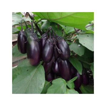 aubergine patio f1