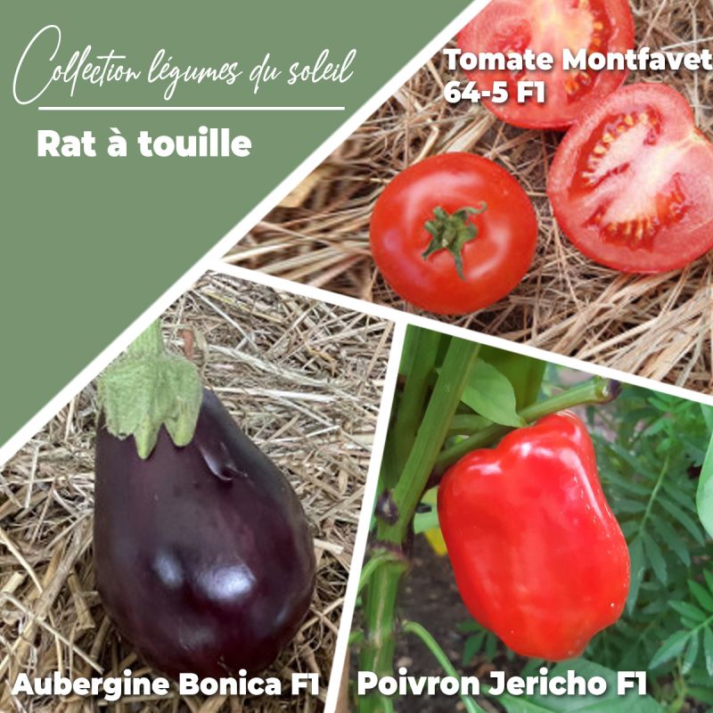 Collection de 3 plants potagers "Rat à touille !"