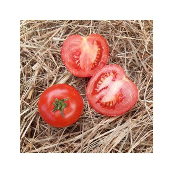 tomate montfavet 64-5 F1