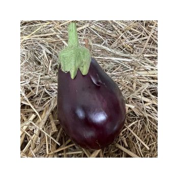 aubergine bonica f1