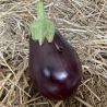 aubergine bonica f1