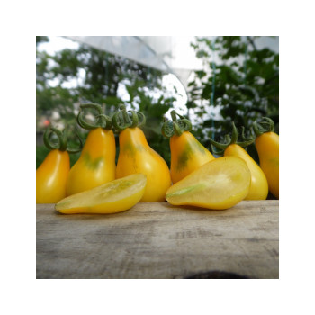 tomate poire jaune