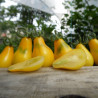 tomate poire jaune