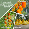 Collection de Tomates "Datte ou poire ? Cerise !" (x3)