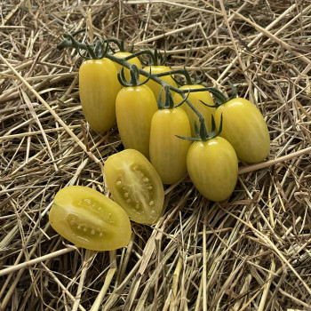 Collection de tomates "Délices cerises" (x3)