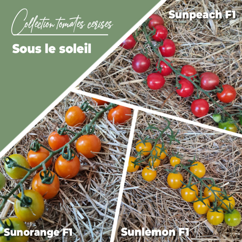 Collection de tomates "Sous le soleil" (x3)