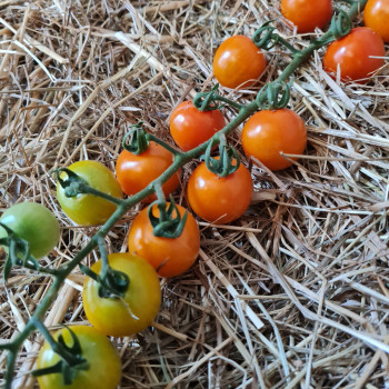 Collection de tomates "Sous le soleil" (x3)