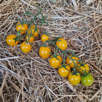 Collection de tomates "Sous le soleil" (x3)