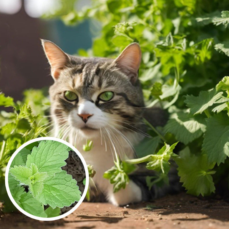 Cataire - Herbe à chat