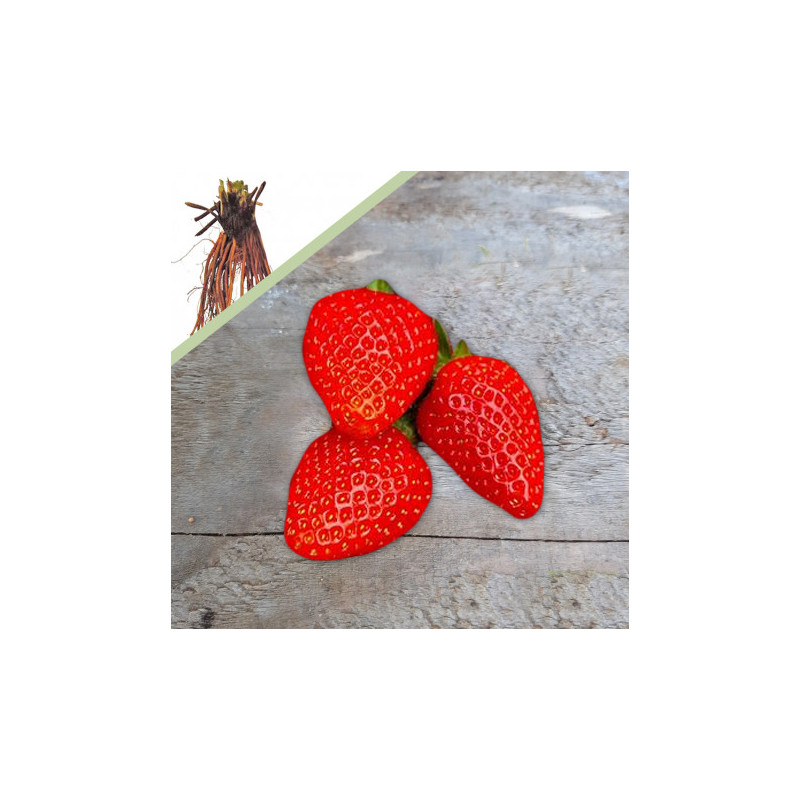 Plant de fraisier Darselect (racines nues)