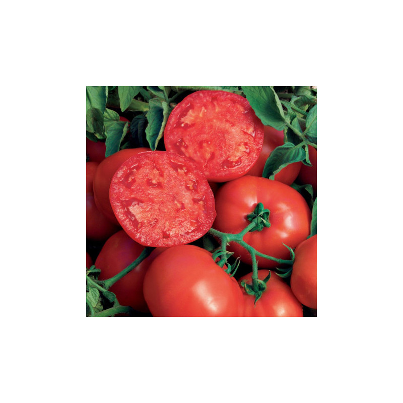 Plant de Tomate Buffalosteak F1