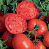 Plant de Tomate Buffalosteak F1