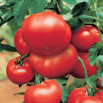 Plant de Tomate Buffalosteak F1