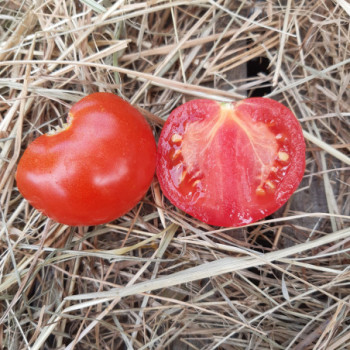 Plant de Tomate Buffalosteak F1