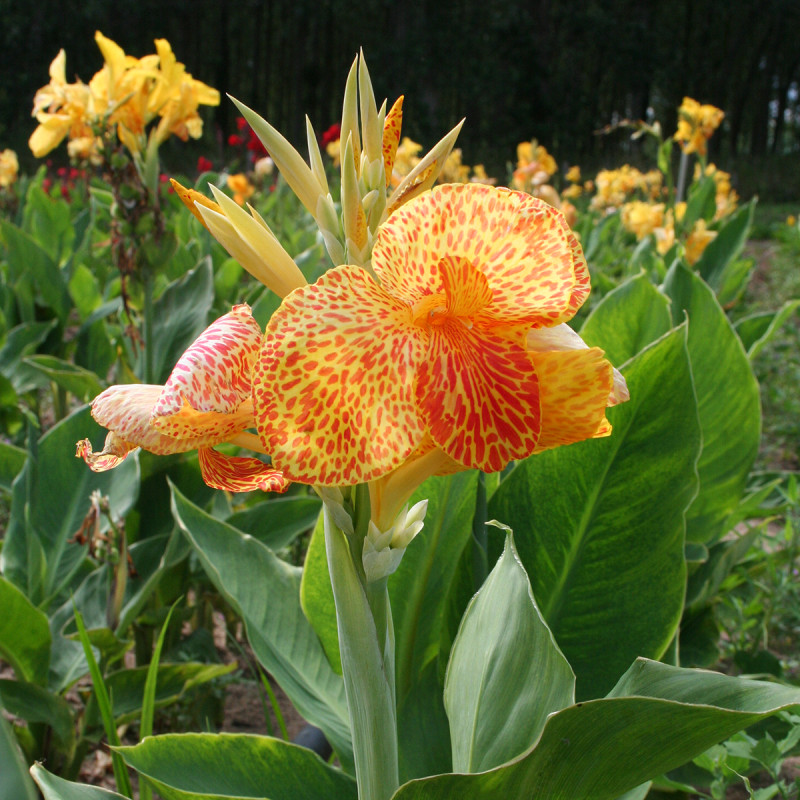 Canna En Avant