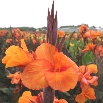 Canna Liberté