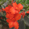 Canna nain Corail