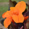 Canna haut Andaloucia