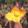 Canna haut Andaloucia