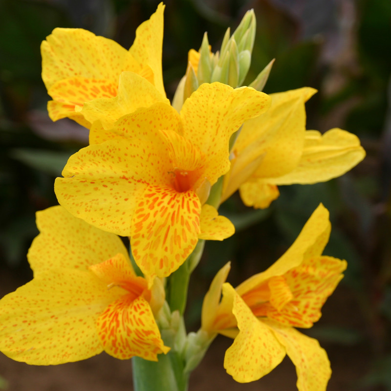 Canna nain Caballero