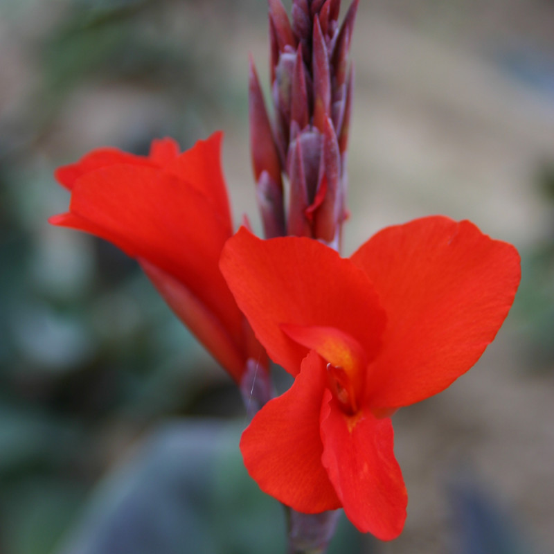 Canna Feu magique