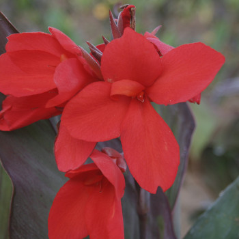 Canna Feu magique