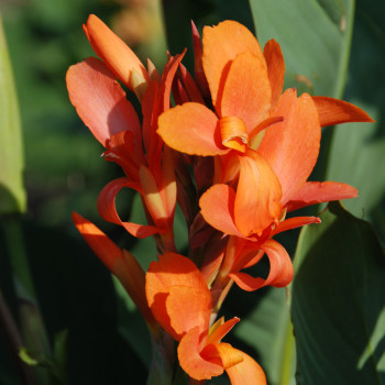 Canna Indiana