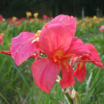 canna Louis Cayeux