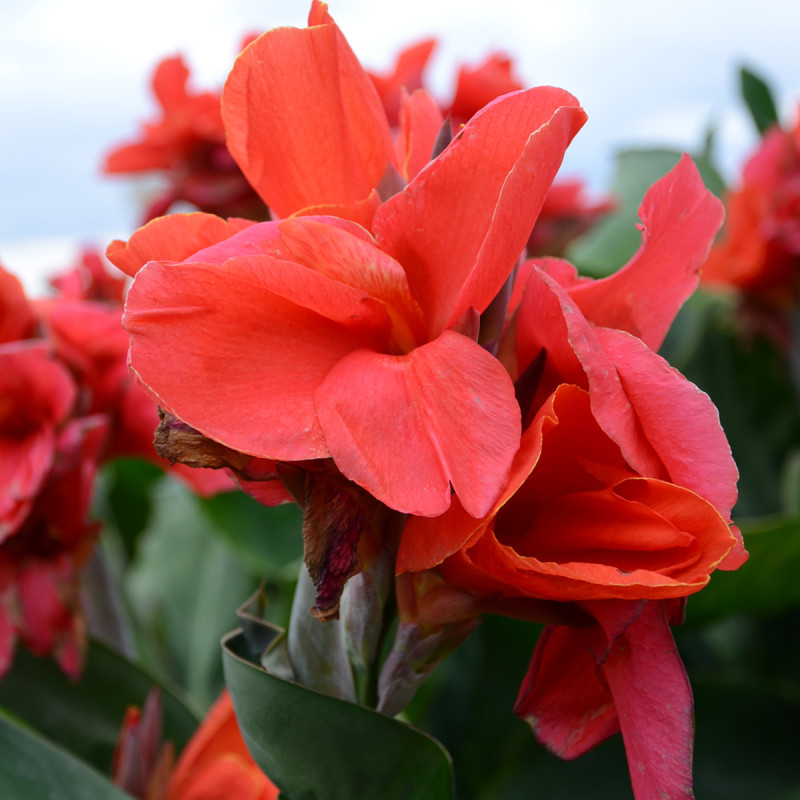 Canna Oiseau de Feu