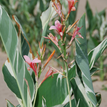 Canna haut Stuttgart