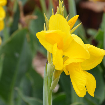 Canna haut Panama