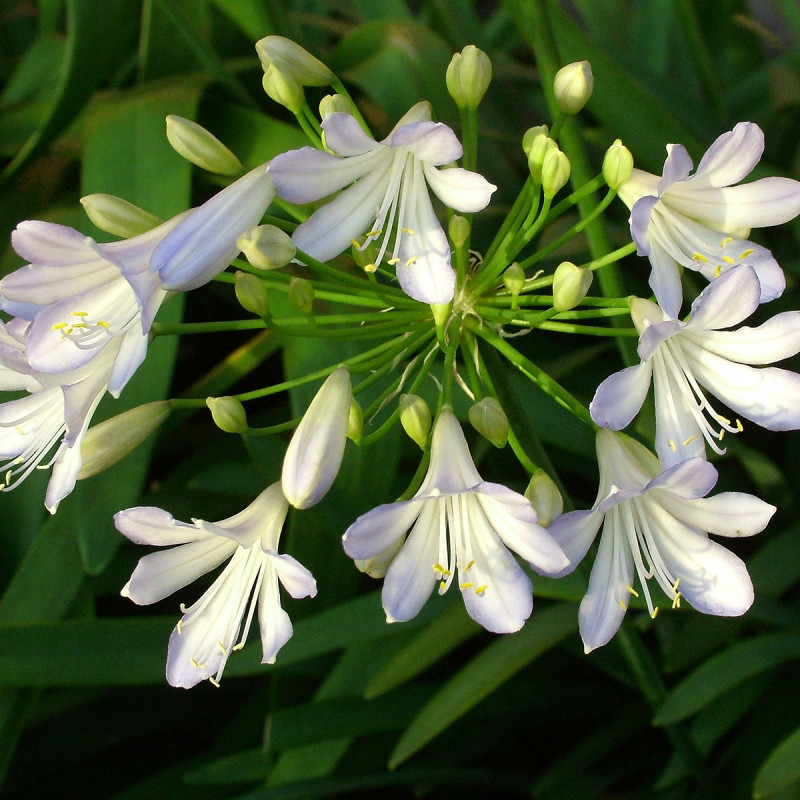 Agapanthe naine Silver Baby