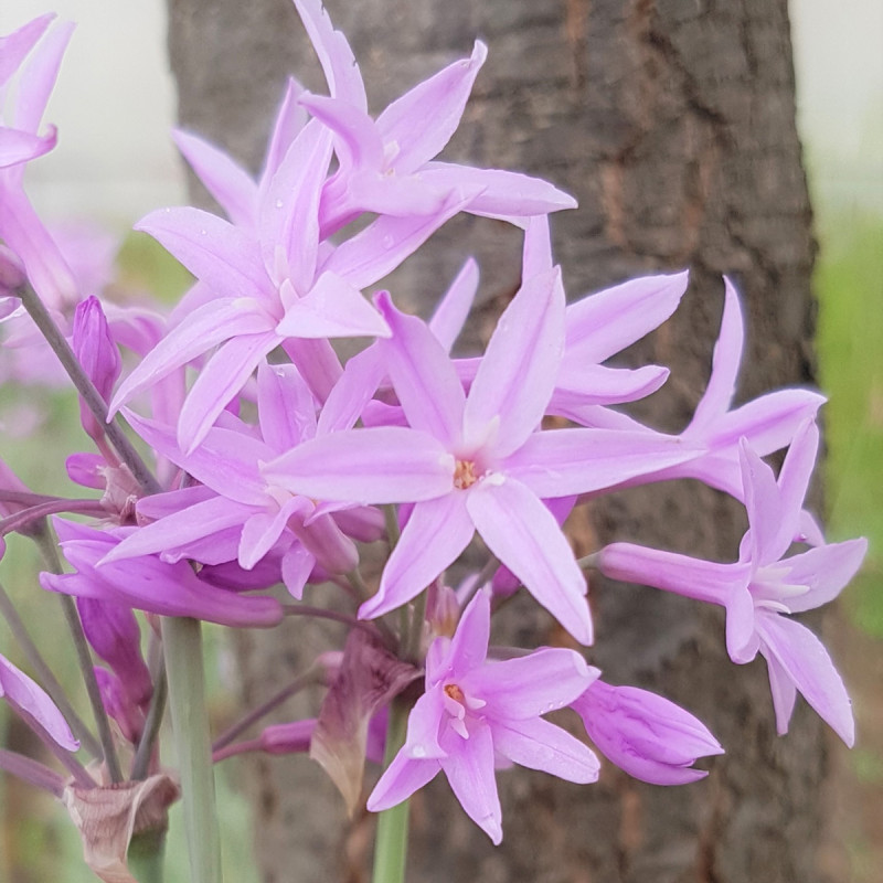 Tulbaghia Silver Lace