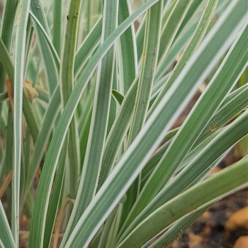 Tulbaghia Variegated