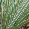 Tulbaghia Variegated