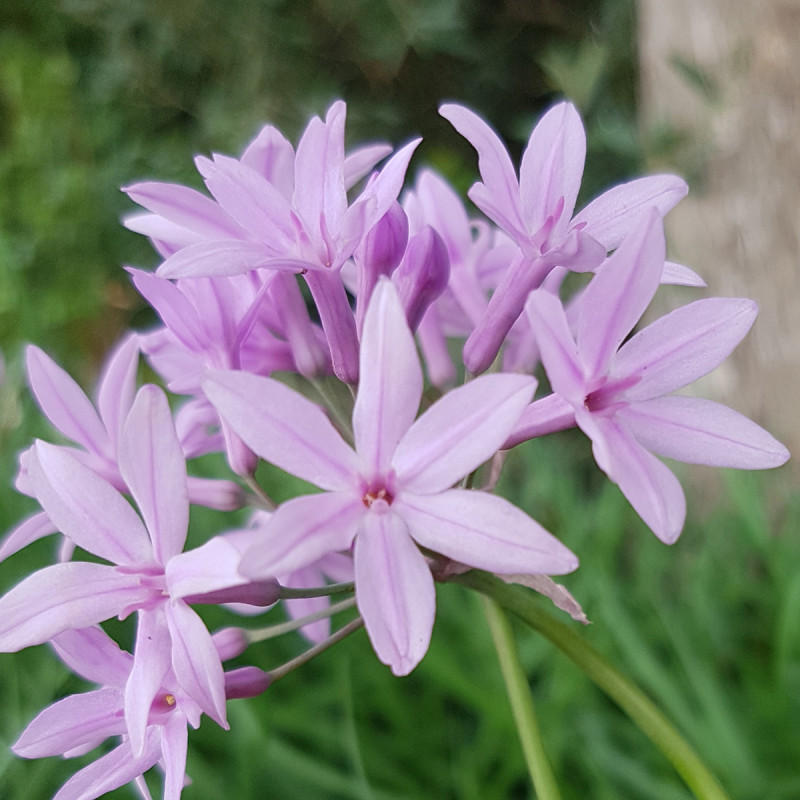 Tulbaghia Violacea