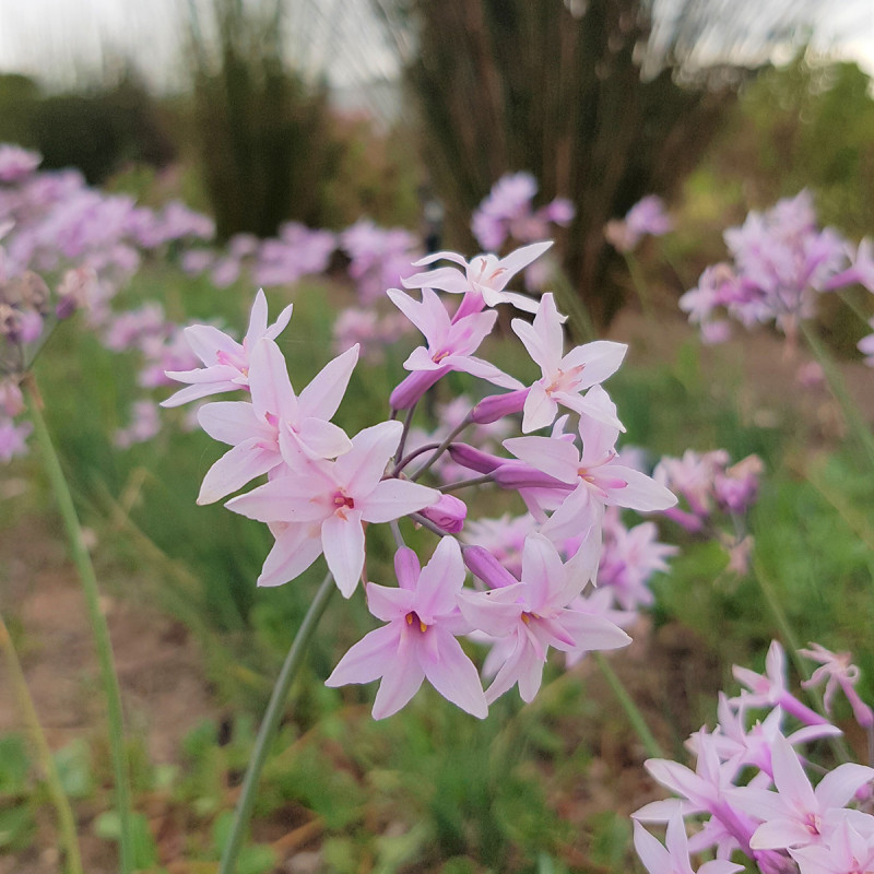 Tulbaghia Ashanti