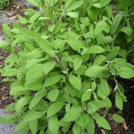 Plantui Capsules de graines pour Herbes aromatiques - Sauge