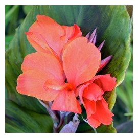 Canna Corail