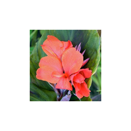 Canna Corail