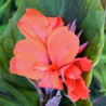 Canna Corail