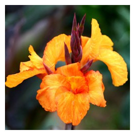 Canna Liberté