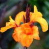 Canna Liberté