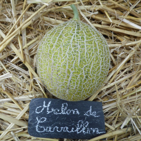 Nos graines potagères melon de Cavaillon espagnol - La Bonne Graine